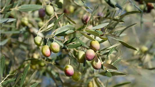 Unlock the Mediterranean Secret: Timeless Skin with Olive Oil